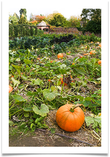 Prize Pumpkin - Jackie Tucker